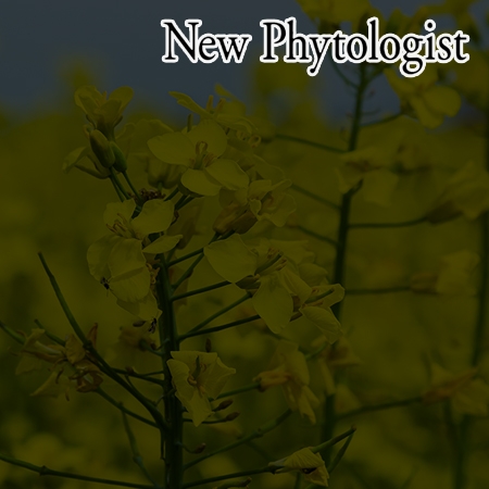 MSD2-mediated ROS metabolism fine-tunes the timing of floral organ abscission in Arabidopsis