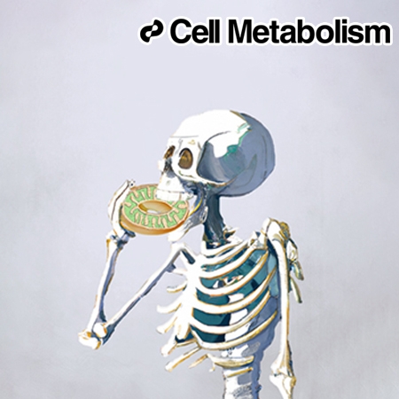 Mitochondrial Fragmentation and Donut Formation Enhance Mitochondrial Secretion to Promote Osteogenesis