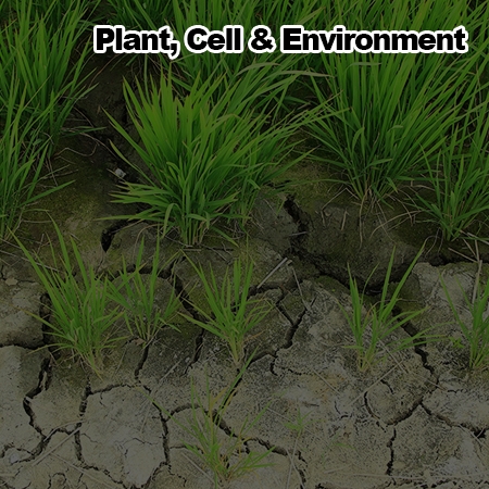 Suppression of cuticular wax biosynthesis mediated by rice LOV KELCH REPEAT PROTEIN 2 supports a negative role in drought stress tolerance