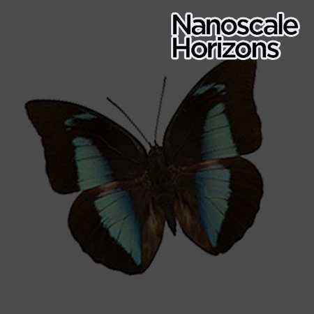 Biomimetic reconstruction of butterfly wing scale nanostructures for radiative cooling and structural coloration