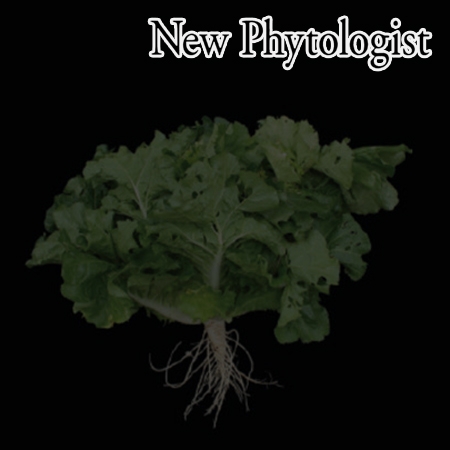 Admixture of divergent genomes facilitates hybridization across species in the family Brassicaceae