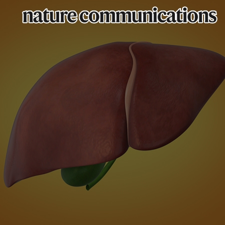 Bioengineered liver crosslinked with nano-graphene oxide enables efficient liver regeneration via MMP suppression and immunomodulation