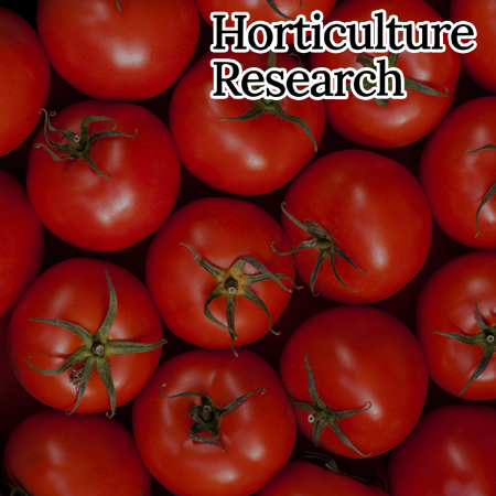 SlH3 and SlH4 promote multicellular Trichome formation and elongation by upregulating woolly in tomato