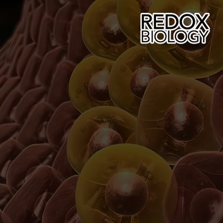 CXCL5 inhibits excessive oxidative stress by regulating white adipocyte differentiation