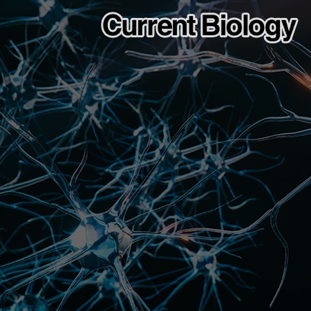 Hippocampal engram networks for fear memory recruit new synapses and modify pre-existing synapses in vivo