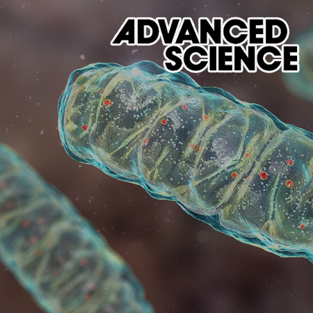 Structural diversity of mitochondria in the neuromuscular system across development revealed by 3D electron microscopy