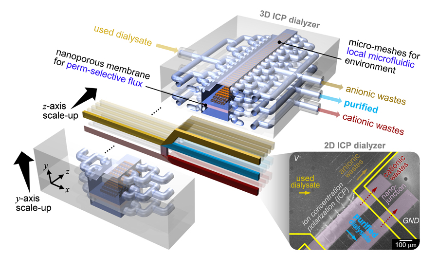 ▲ Figure 3. Three-dimensional ion concentration polarization dialysis device based on two-dimensional microfluidic technology (Scale bar: 1 cm)